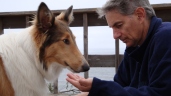 Saphire, a collie, eating out Jeffrey Berger's hand