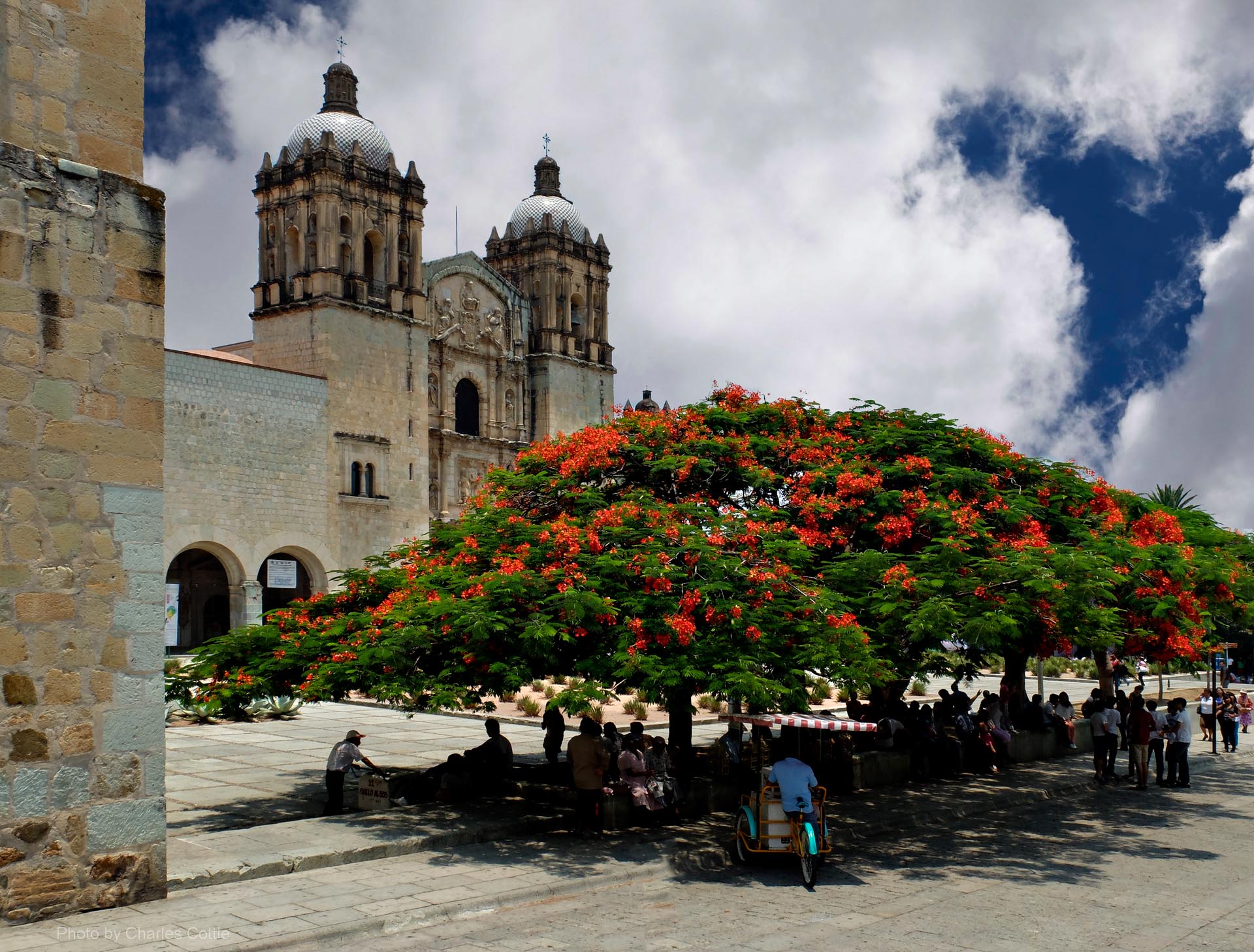 Flamboyant tree with orange blossoms in front of Santo Domingo church.